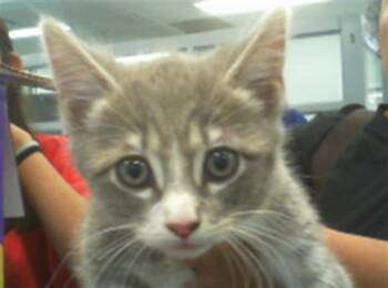 ZARA -  Domestic Short Hair Cat Available for Adoption in Charlotte, North Carolina - ZARA | PetCurious