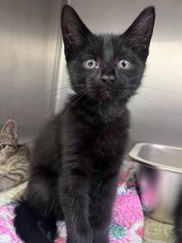 Puddle -  Domestic Short Hair Cat for Adoption in Pomona, New York - Puddle | PetCurious