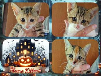 Moore Kittens -  Domestic Short Hair Cat for Adoption in Corinth, New York - Moore Kittens | PetCurious