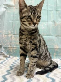 Rescue Domestic Short Hair Cats for Adoption in Yakima, Washington - Luke | PetCurious
