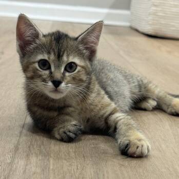 Coral -  Domestic Short Hair Cat for Adoption in Woodbridge Township, New Jersey - Coral | PetCurious