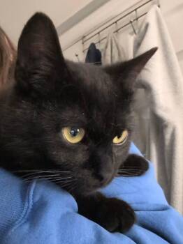 Dusk -  Domestic Short Hair Cat for Adoption in Spencerville, Ontario - Dusk | PetCurious