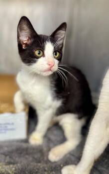 Jeanette -  Domestic Short Hair Cat for Adoption in Danielsville, Georgia - Jeanette | PetCurious