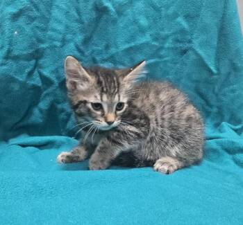 Everly -  Domestic Short Hair Cat for Adoption in Dickson, Tennessee - Everly | PetCurious