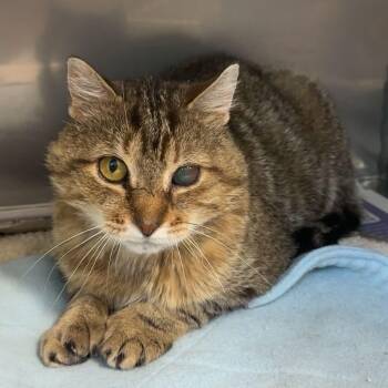 Archie -  Domestic Short Hair Cat for Adoption in Exeter, Rhode Island - Archie | PetCurious