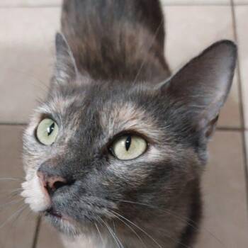 Zimmy -  Domestic Short Hair Cat for Adoption in Tampa, Florida - Zimmy | PetCurious