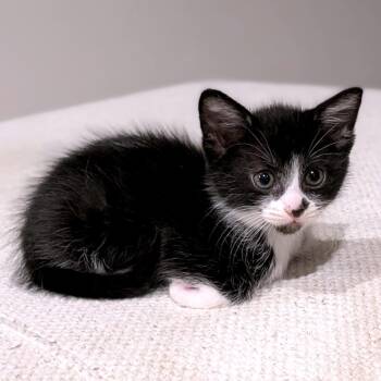 Watafall 28 -  Domestic Short Hair Cat for Adoption in Austin, Texas - Watafall 28 | PetCurious