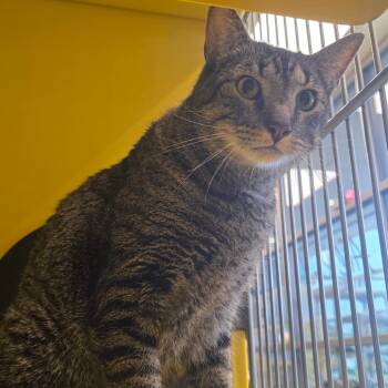 Sam -  Domestic Short Hair Cat for Adoption in Abilene, Texas - Sam | PetCurious