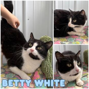 Rescue Domestic Short Hair Cats for Adoption in Pierceton, Indiana - Betty White | PetCurious