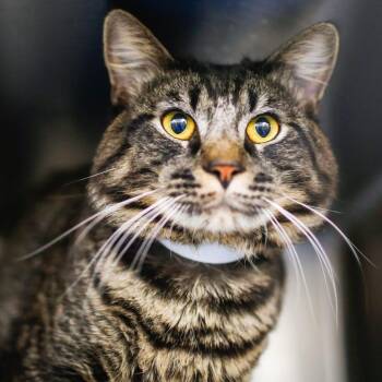 Domestic Medium Hair Cats Available for Adoption in Dover, New Hampshire - Smokey | PetCurious