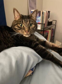 Rescue Domestic Short Hair and Tabby Cats for Adoption in Nashville, Tennessee - Felicity | PetCurious