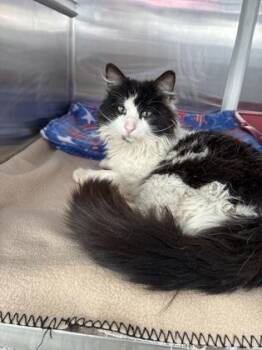 Alfonso -  Domestic Long Hair Cat for Adoption in Kansas City, Missouri - Alfonso | PetCurious