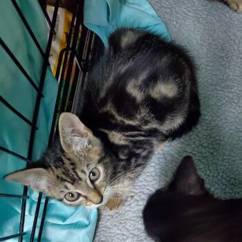 Cold Brew -  Domestic Short Hair Cat for Adoption in Melrose, Florida - Cold Brew | PetCurious
