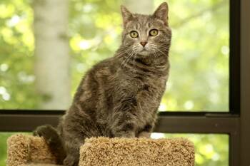 Rescue Domestic Short Hair Cats for Adoption in Cashiers, North Carolina - Freckles | PetCurious