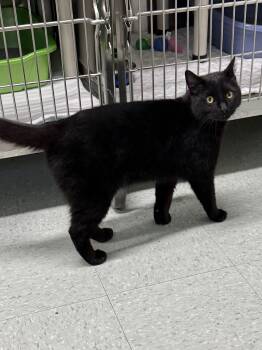 Domestic Short Hair Cats Available for Adoption in Jamestown, North Dakota - Soot | PetCurious