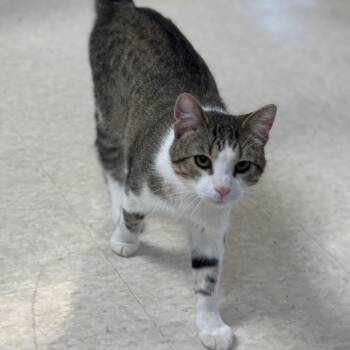 Herman -  Domestic Short Hair Cat for Adoption in Milford, Iowa - Herman | PetCurious