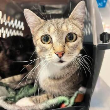 Naomi -  Domestic Short Hair Cat for Adoption in Edwardsville, Illinois - Naomi | PetCurious