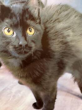 Domestic Medium Hair Cats Available for Adoption - Chip | PetCurious