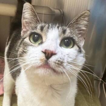 Domestic Short Hair Cats Available for Adoption - Avocado | PetCurious