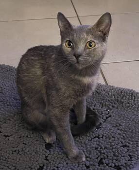 Domestic Short Hair Cats Available for Adoption - Pixie | PetCurious