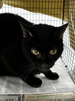 SYLVANAS -  Domestic Short Hair Cat for Adoption in Fort Lauderdale, Florida - SYLVANAS | PetCurious