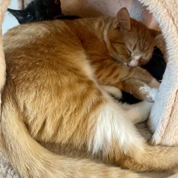 Rescue Domestic Short Hair Cats for Adoption in Richmond, Virginia - Reef Runner | PetCurious