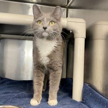 Domestic Short Hair Cats Available for Adoption in Roanoke, Virginia - Kaylie | PetCurious