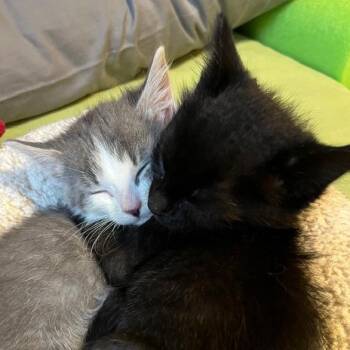 Squeakers--In Foster***ADOPTION PENDING*** -  Domestic Short Hair Cat for Adoption in Fargo, North Dakota - Squeakers--In Foster***ADOPTION PENDING*** | PetCurious