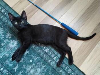 SHIITAKE -  Domestic Short Hair Cat for Adoption in Louisville, Kentucky - SHIITAKE | PetCurious