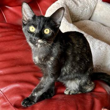 Zara -  Domestic Short Hair Cat for Adoption in Los Angeles, California - Zara | PetCurious