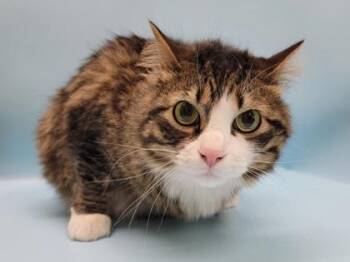 Dash -  Domestic Medium Hair and Domestic Short Hair Cat for Adoption in Minneapolis, Minnesota - Dash | PetCurious