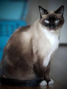 Siamese and Applehead Siamese Cats Available for Adoption in Bow, Washington - Simon | PetCurious