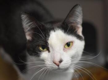 Domestic Short Hair Cats Available for Adoption in Portland, Oregon - Jazzy | PetCurious