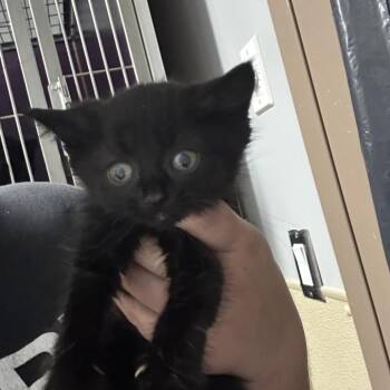 Azalea -  Domestic Short Hair Cat for Adoption in Clavet, Saskatchewan - Azalea | PetCurious