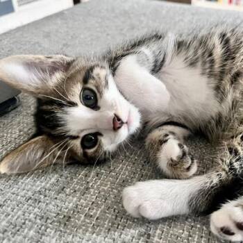 Domestic Short Hair Cats Available for Adoption in Eaton Rapids, Michigan - M Cripps 55944 | PetCurious