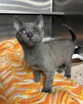 Kaskade -  Domestic Short Hair Cat for Adoption in Richmond, Virginia - Kaskade | PetCurious