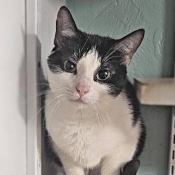 Miss Lemon -  Domestic Short Hair Cat for Adoption in Shippenville, Pennsylvania - Miss Lemon | PetCurious