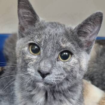 Rescue Domestic Short Hair Cats for Adoption in Newark, New Jersey - Millicent | PetCurious
