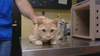 CROOK -  Domestic Short Hair Cat for Adoption in Cookeville, Tennessee - CROOK | PetCurious