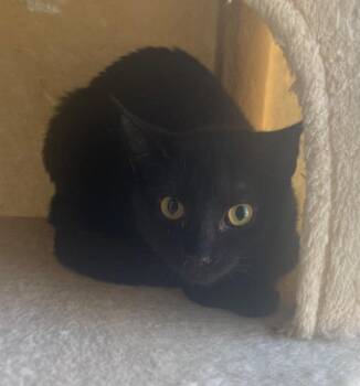 Whitney -  Domestic Short Hair Cat for Adoption in Cumming, Georgia - Whitney | PetCurious