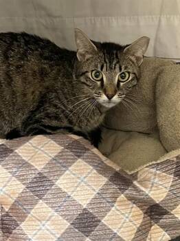 PINPRICK -  Domestic Short Hair Cat Available for Adoption in Fort Lauderdale, Florida - PINPRICK | PetCurious