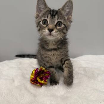 Kiwi -  Domestic Short Hair Cat for Adoption in Chicago, Illinois - Kiwi | PetCurious