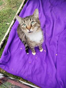 Ballerina -  Domestic Short Hair Cat for Adoption in Troy, Alabama - Ballerina | PetCurious
