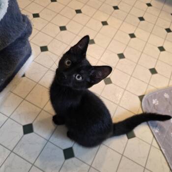 Domestic Short Hair Cats Available for Adoption in Green Bay, Wisconsin - Sushi | PetCurious