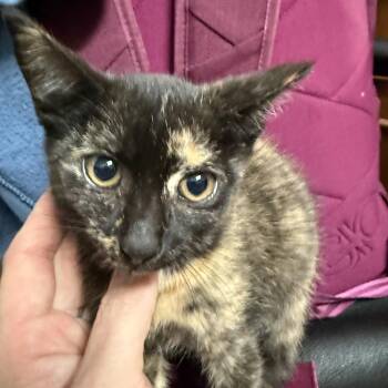 Derpy Dana -  Tortoiseshell and Domestic Short Hair Cat for Adoption in Columbia, South Carolina - Derpy Dana | PetCurious