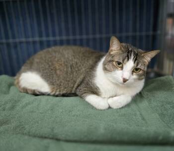 Rescue Domestic Short Hair Cats for Adoption in Spartanburg, South Carolina - Luna | PetCurious