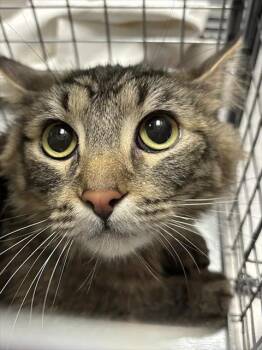 BONITA -  Domestic Short Hair Cat for Adoption in Las Vegas, Nevada - BONITA | PetCurious