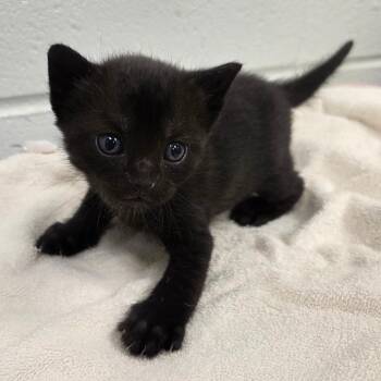 Peter Pevensie -  Domestic Short Hair Cat for Adoption in Chattanooga, Tennessee - Peter Pevensie | PetCurious
