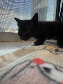 Lokii -  Domestic Short Hair Cat for Adoption in Hobbs, New Mexico - Lokii | PetCurious