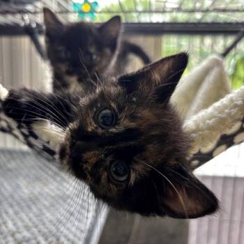 Domestic Short Hair Cats Available for Adoption in Granville, Ohio - Zing | PetCurious